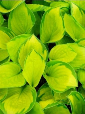 Hosta rainforest sunrise